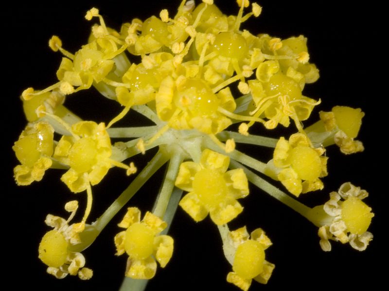 Florence Fennel (Foeniculum vulgare)