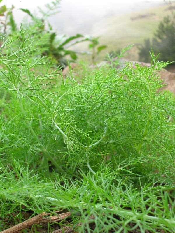 Florence Fennel (Foeniculum vulgare)