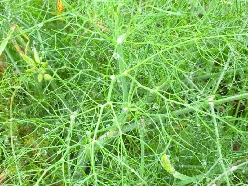 Florence Fennel (Foeniculum vulgare)