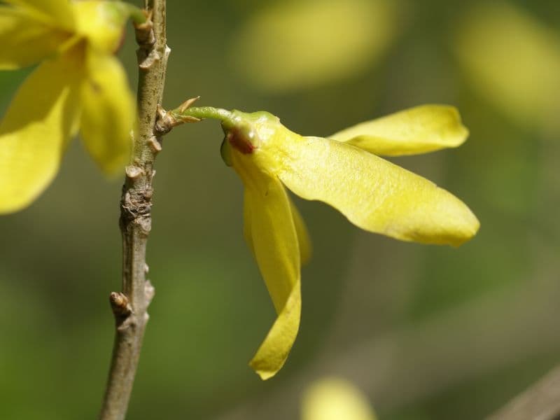 Chinese Golden Bells (Forsythia viridissima)