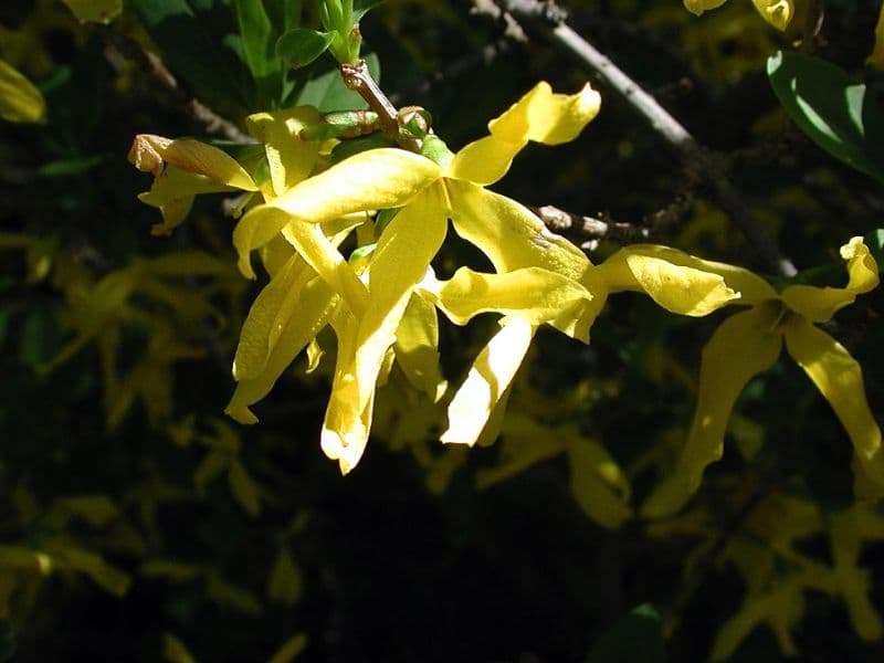 Chinese Golden Bells (Forsythia viridissima)