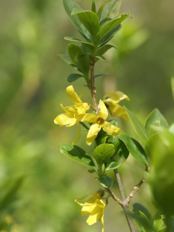 Chinese Golden Bells (Forsythia viridissima)