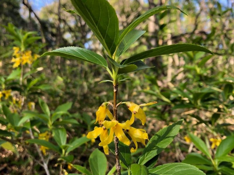 Chinese Golden Bells (Forsythia viridissima)