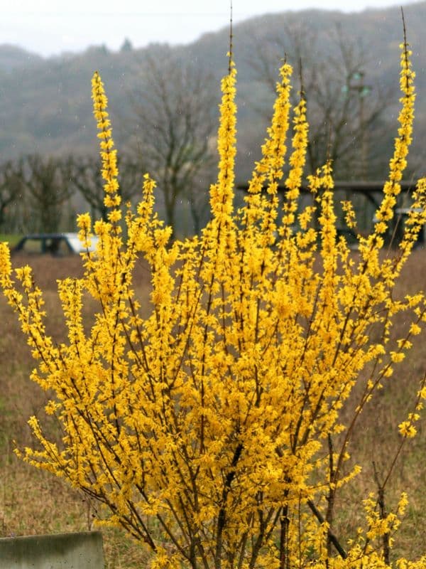 Chinese Golden Bells (Forsythia viridissima)