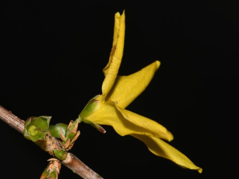 Chinese Golden Bells (Forsythia viridissima)