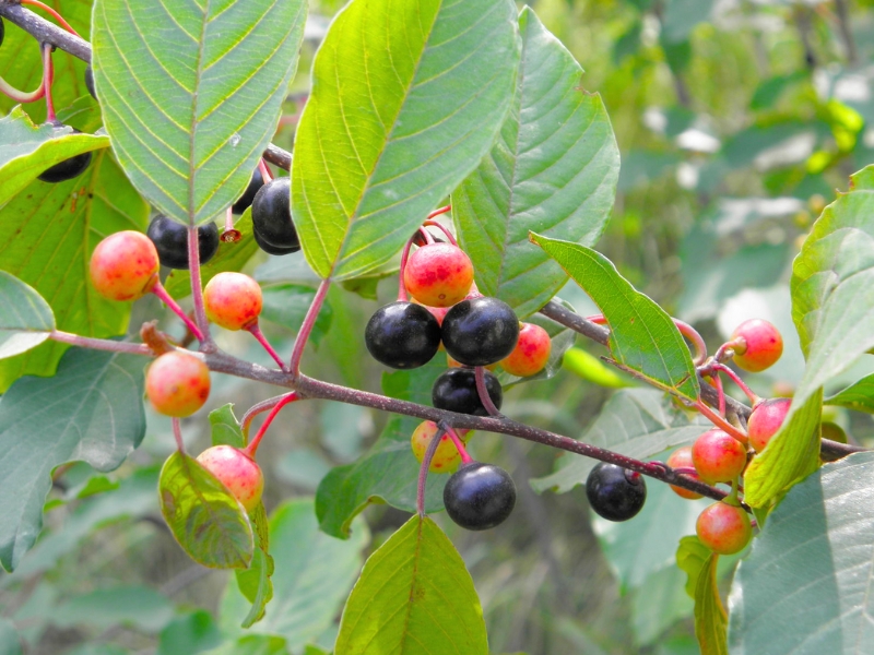 Alder buckthorn (Frangula alnus)