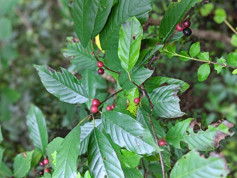 Carolina Buckthorn (Frangula caroliniana)