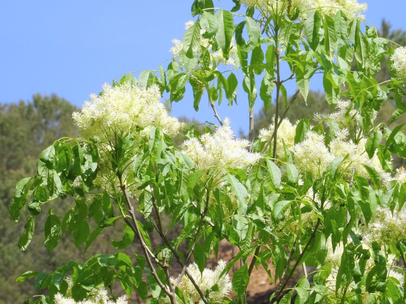 Carolina Ash (Fraxinus caroliniana)