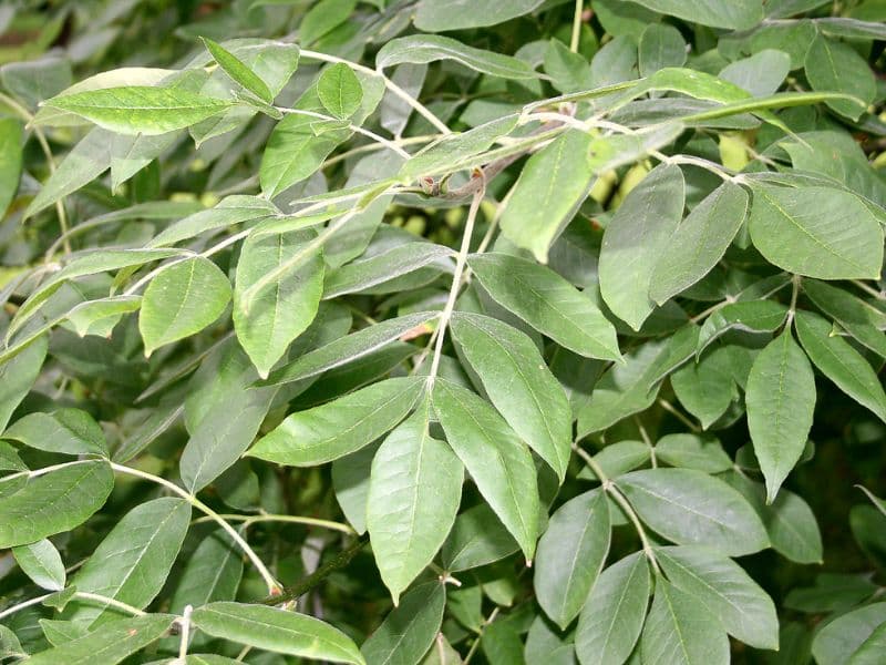 Oregon Ash (Fraxinus latifolia)