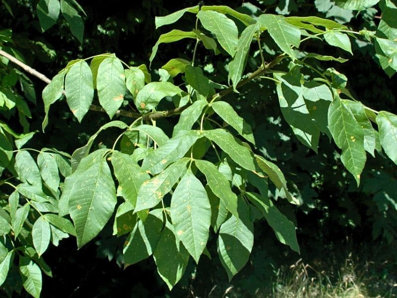 Oregon Ash (Fraxinus latifolia)