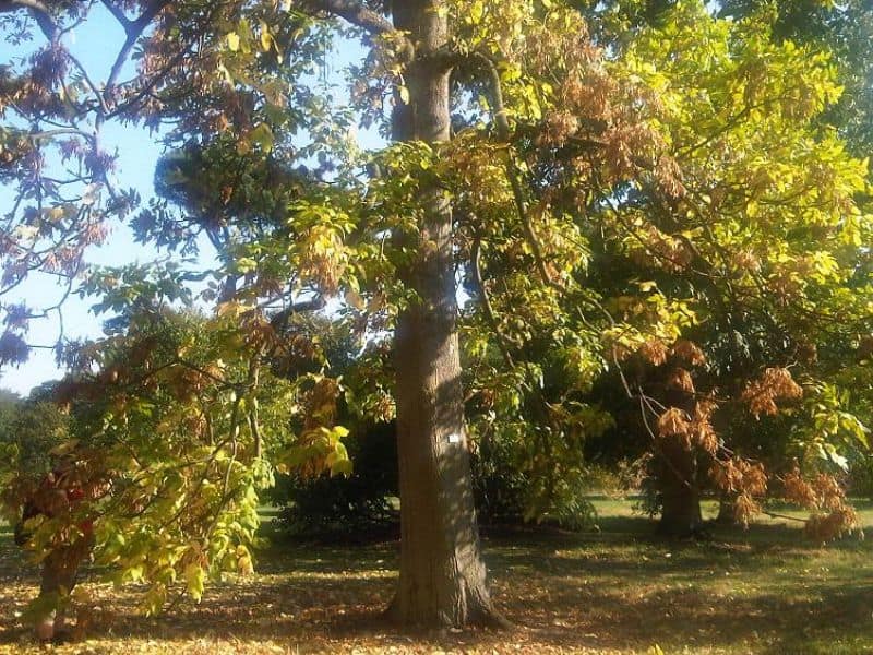 Oregon Ash (Fraxinus latifolia)