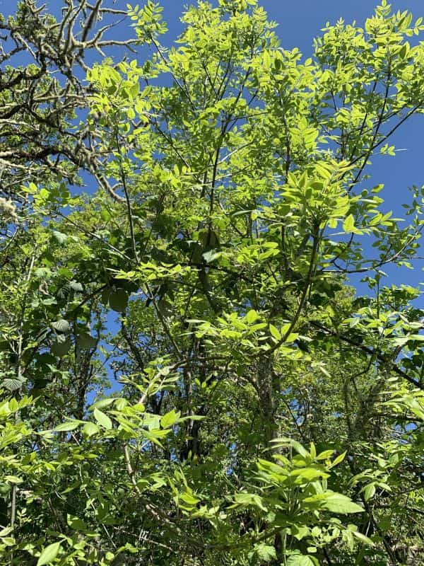 Oregon Ash (Fraxinus latifolia)