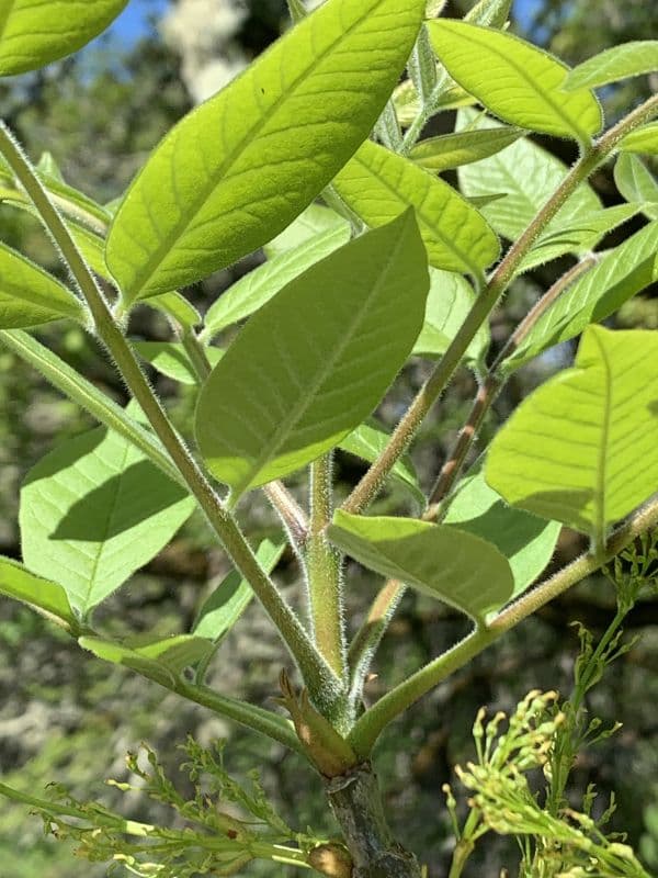 Oregon Ash (Fraxinus latifolia)