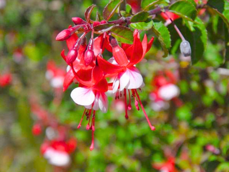 Hybrid Fuchsia (Fuchsia x hybrida)