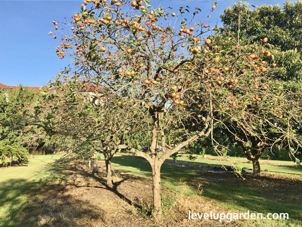 Fuyu Persimmon Tree (Diospyros kaki 'Fuyu')