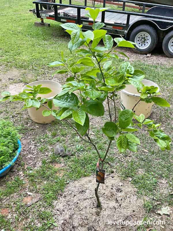 Fuyu Persimmon Tree (Diospyros kaki 'Fuyu')