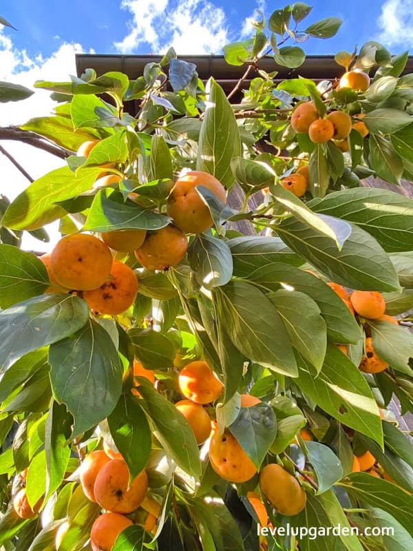 Fuyu Persimmon Tree (Diospyros kaki 'Fuyu')