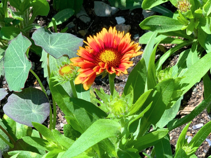 Blanket Flower (Gaillardia)