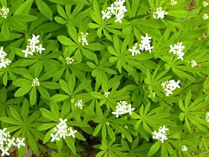 Sweet Woodruff (Galium odoratum)