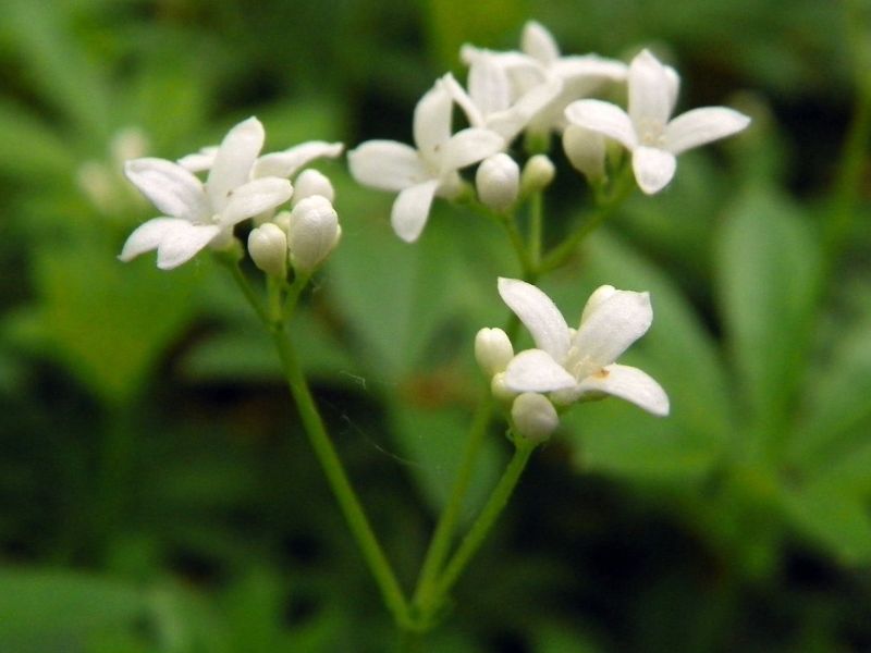 Sweet Woodruff (Galium odoratum)