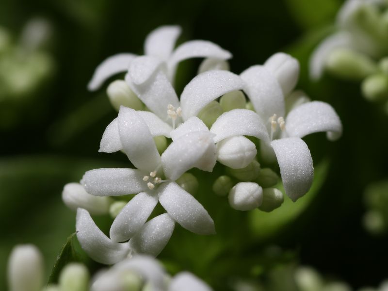 Sweet Woodruff (Galium odoratum)