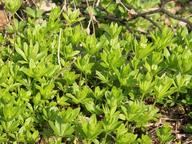 Sweet Woodruff (Galium odoratum)