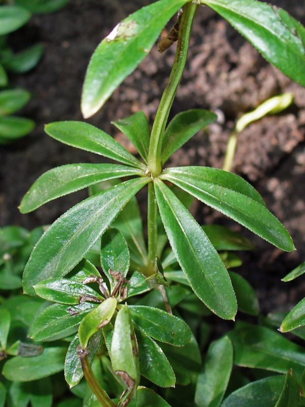 Sweet Woodruff (Galium odoratum)