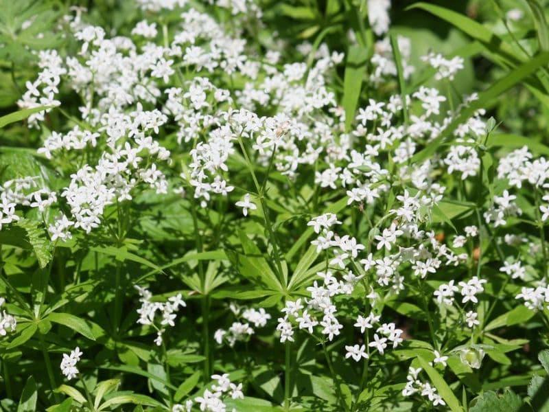 Sweet Woodruff (Galium odoratum)