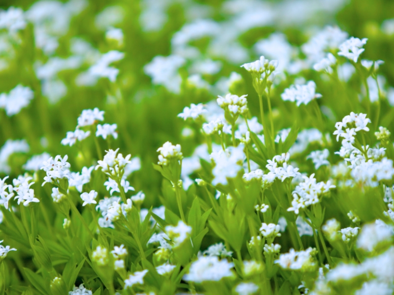 Sweet Woodruff (Galium odoratum)