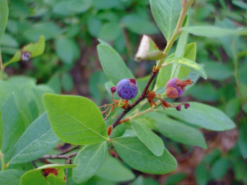 Black Huckleberry (Gaylussacia baccata)