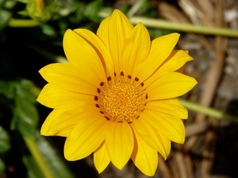 Treasure Flower, Gazania (Gazania rigens)