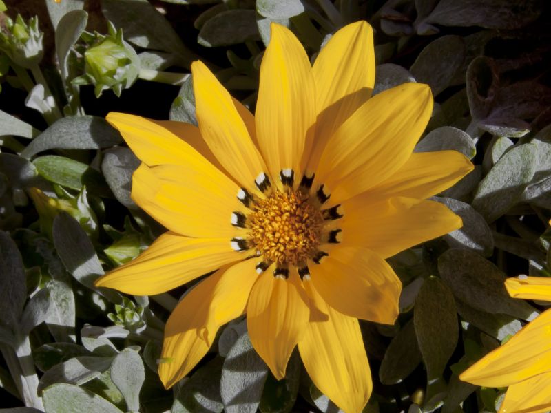 Treasure Flower, Gazania (Gazania rigens)