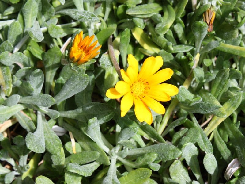 Treasure Flower, Gazania (Gazania rigens)