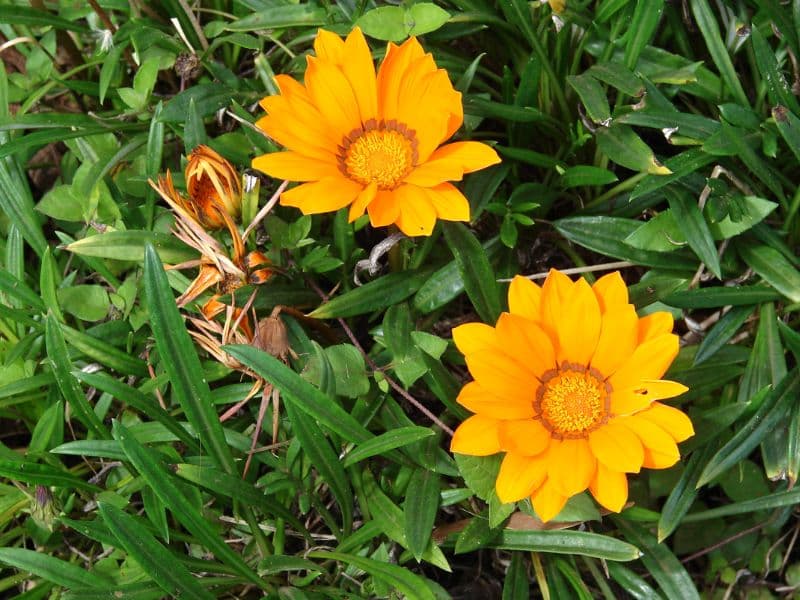 Treasure Flower, Gazania (Gazania rigens)