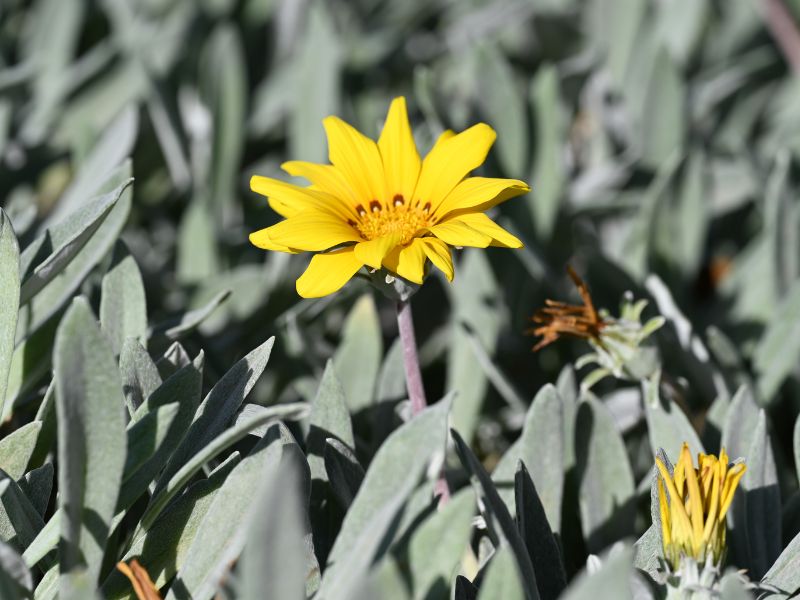 Treasure Flower, Gazania (Gazania rigens)