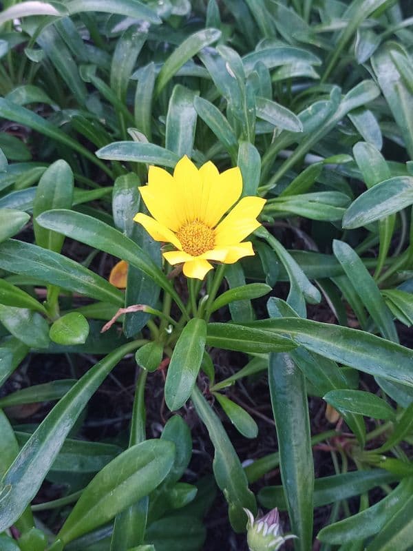 Treasure Flower, Gazania (Gazania rigens)