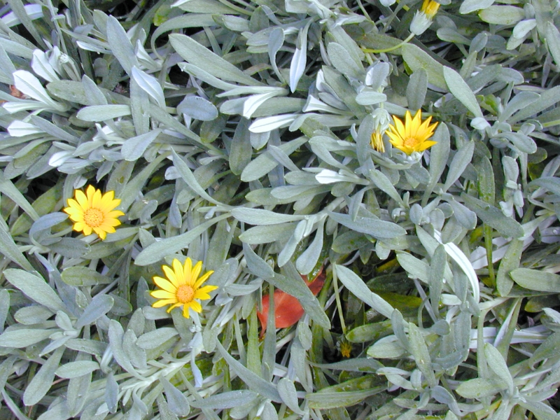 Treasure Flower, Gazania (Gazania rigens)