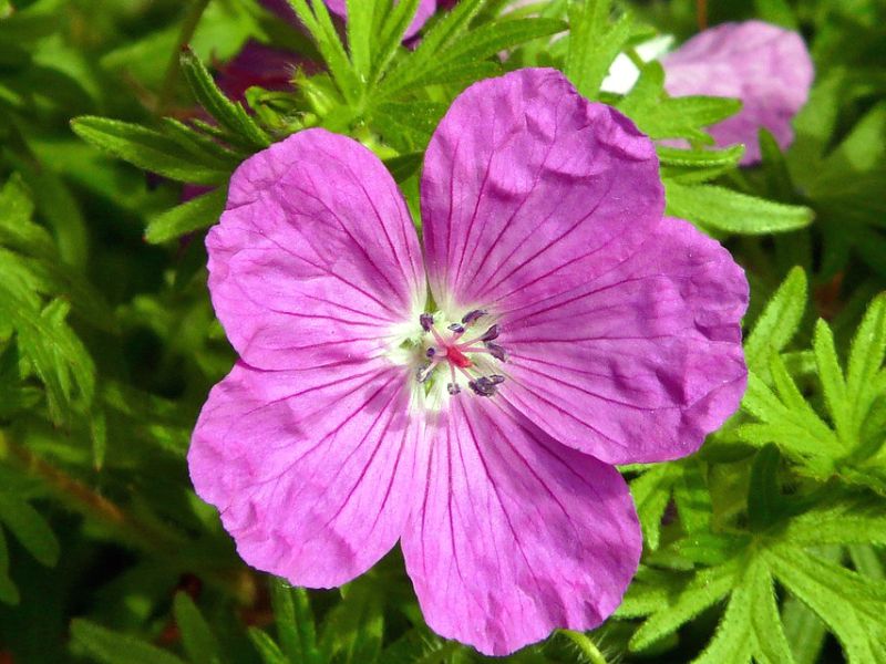 Bloody Crane's-bill (Geranium sanguineum)