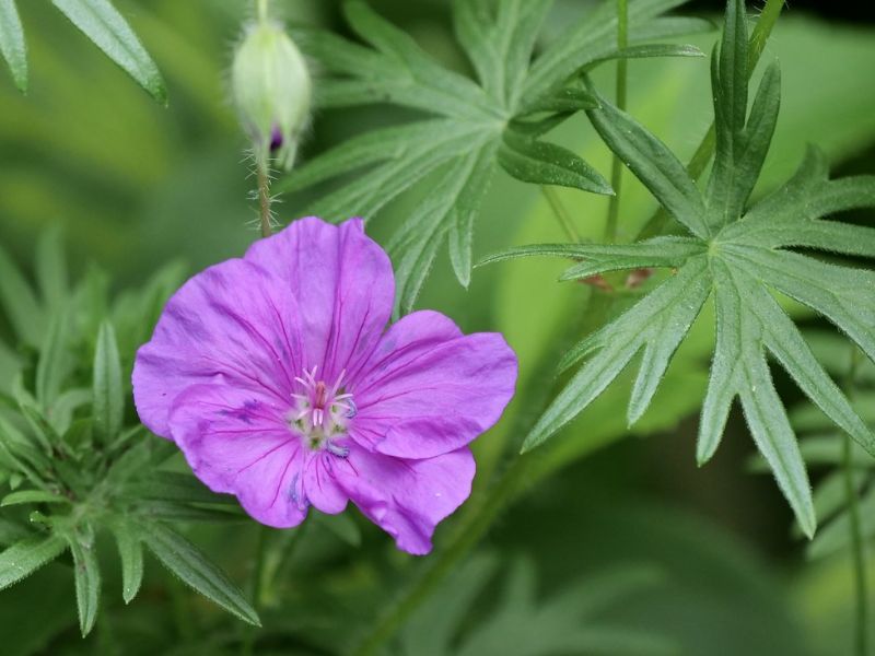 Bloody Crane's-bill (Geranium sanguineum)