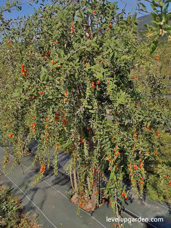 Goji Berry (Lycium barbarum)