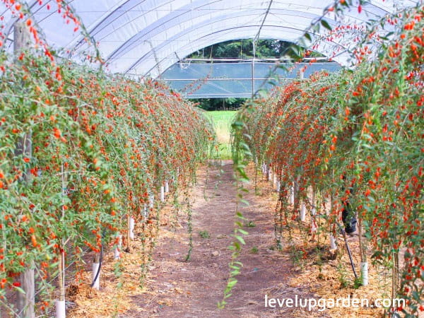 Goji Berry (Lycium barbarum)