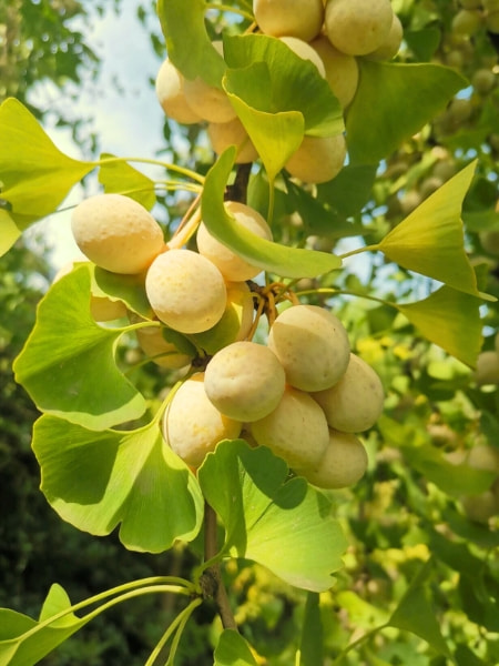 Goldspire Ginkgo Tree (Ginkgo biloba 'Goldspire')