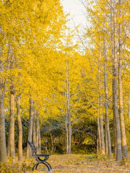 Goldspire Ginkgo Tree (Ginkgo biloba 'Goldspire')