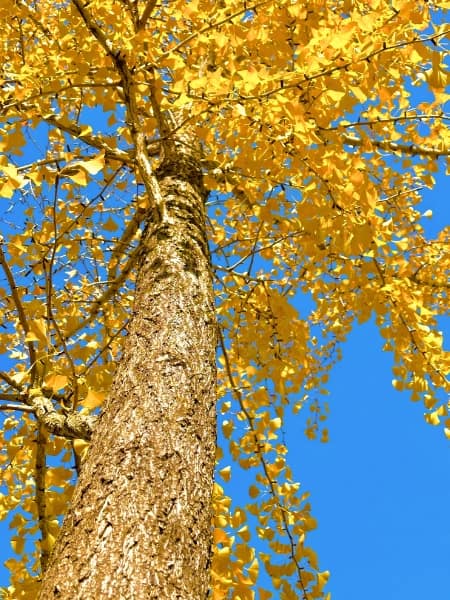 Goldspire Ginkgo Tree (Ginkgo biloba 'Goldspire')