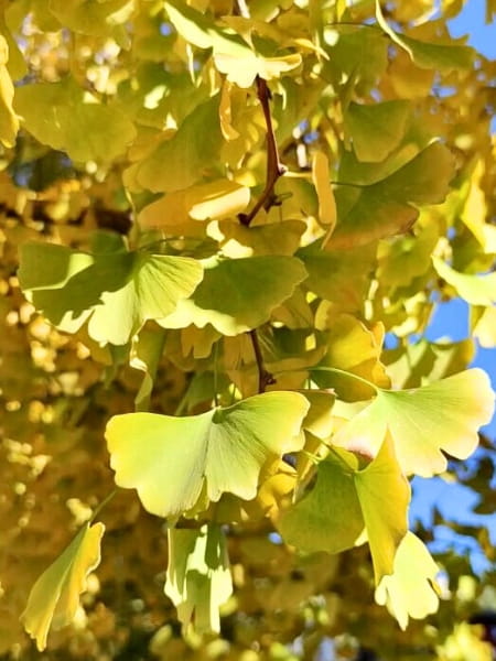 Goldspire Ginkgo Tree (Ginkgo biloba 'Goldspire')