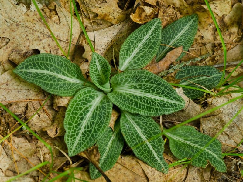 Downy Rattlesnake Plantain (Goodyera pubescens)