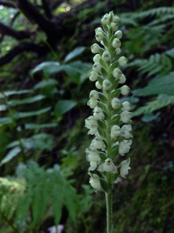 Downy Rattlesnake Plantain (Goodyera pubescens)