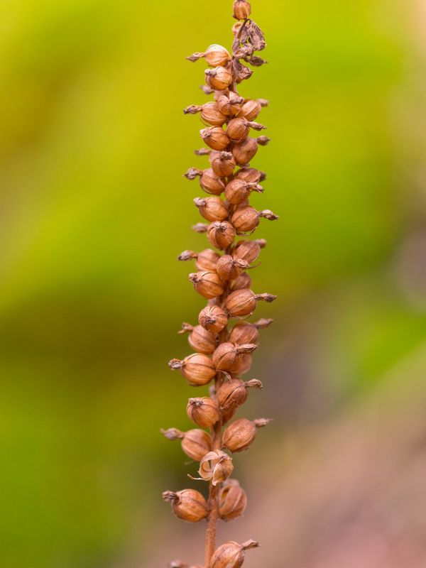 Downy Rattlesnake Plantain (Goodyera pubescens)