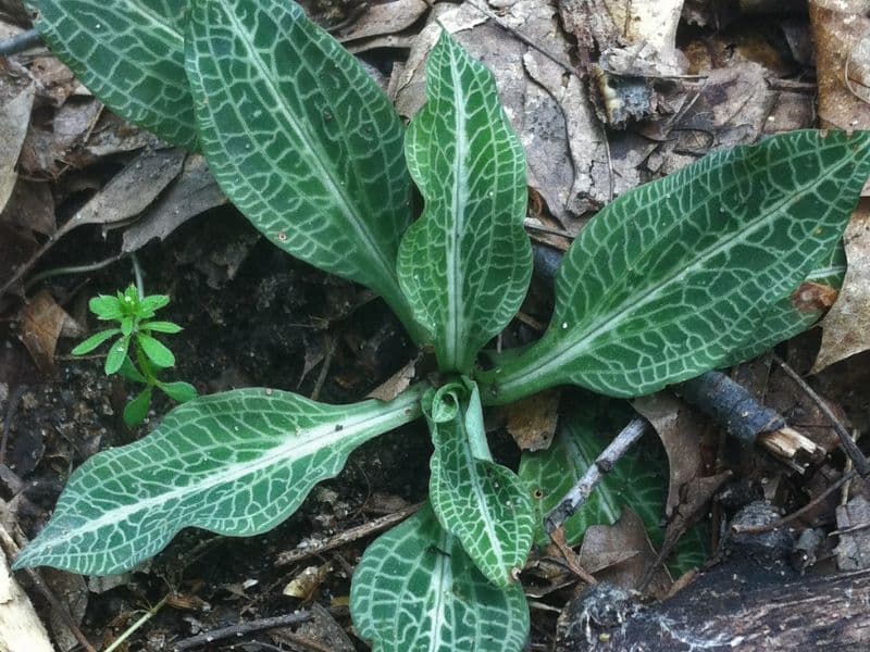 Downy Rattlesnake Plantain (Goodyera pubescens)