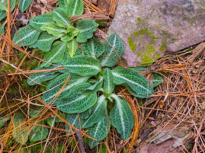 Downy Rattlesnake Plantain (Goodyera pubescens)